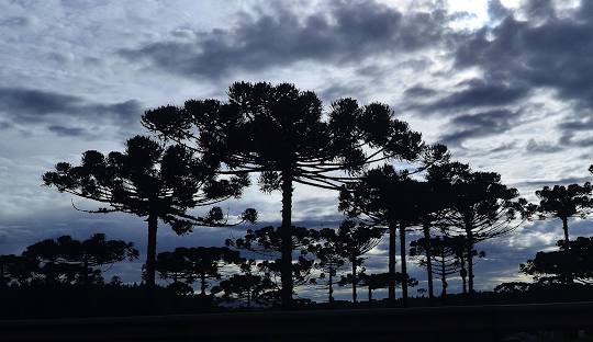 Instalação de Redes de proteção em Araucária